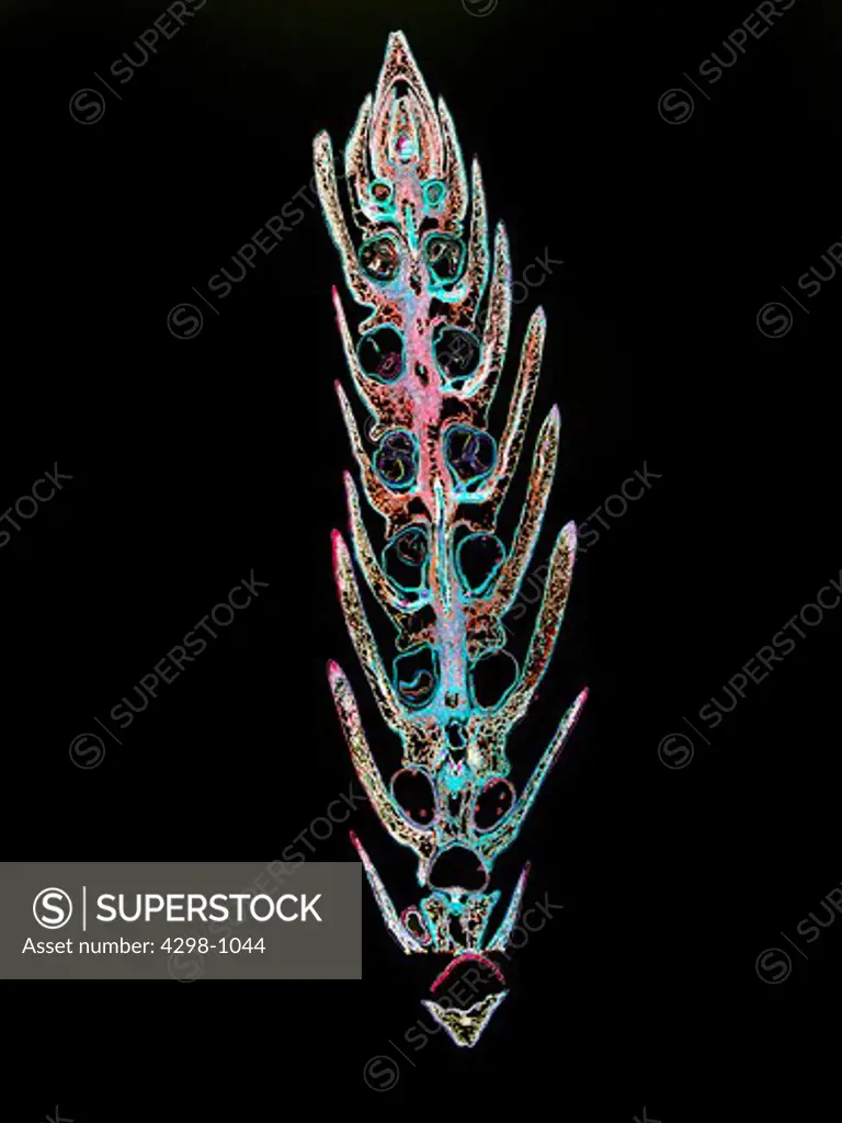 Image of Selaginella strobilus longitudinal section, magnification 8x, image enhanced