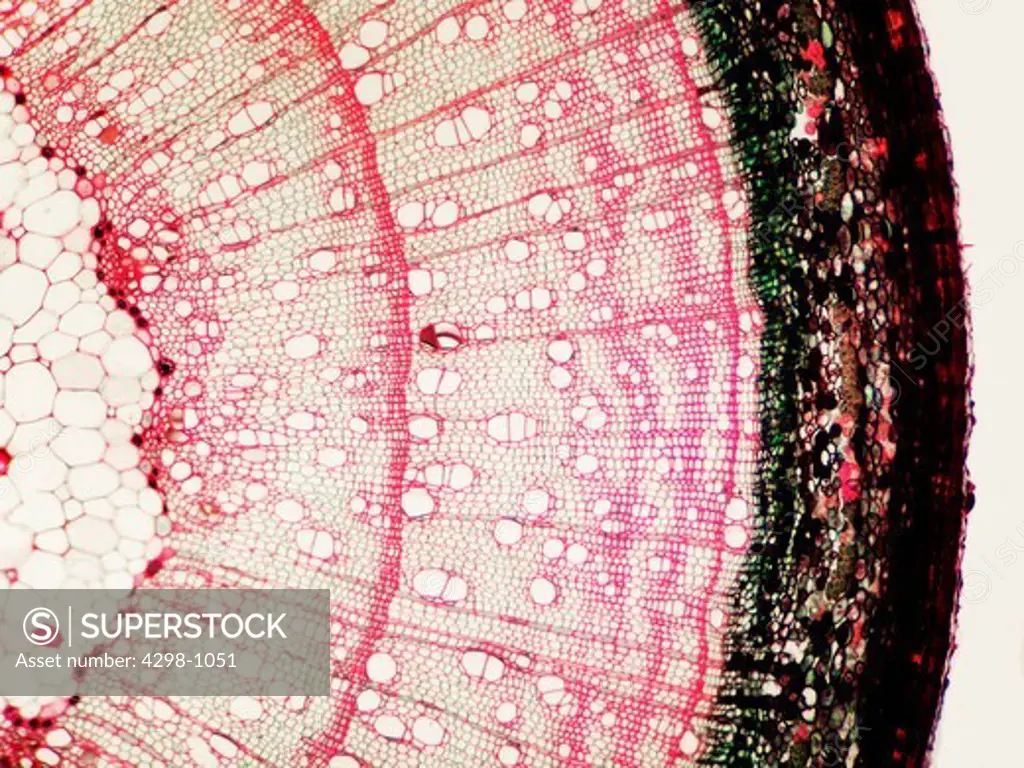 A micrograph showing a cross section of a maple (Acer sp) stem.  Magnification 100x