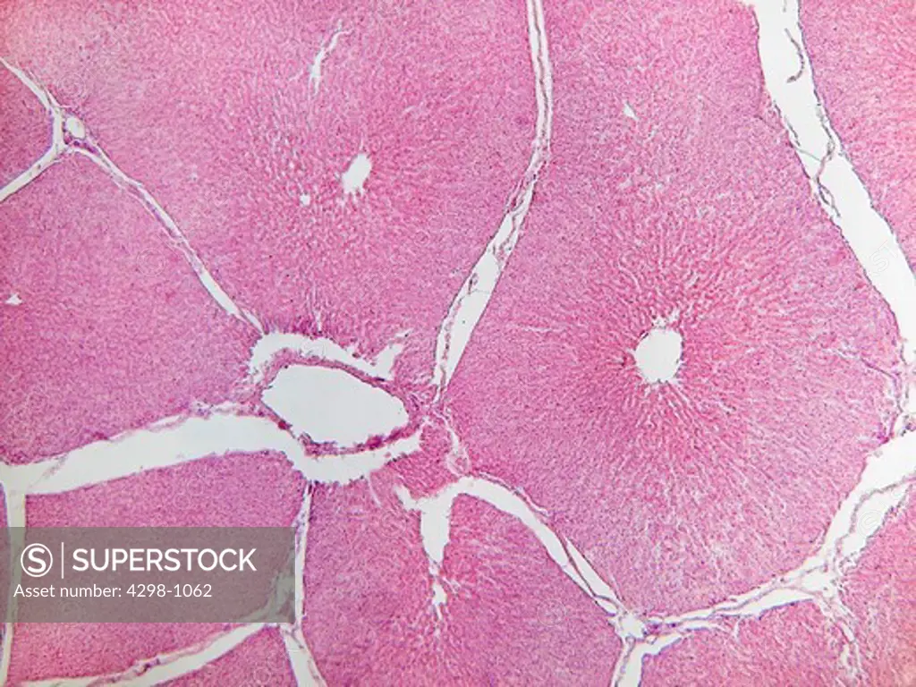 Dog liver tissue showing venules, central vein, and other hepatic structures.  Magnification 40X