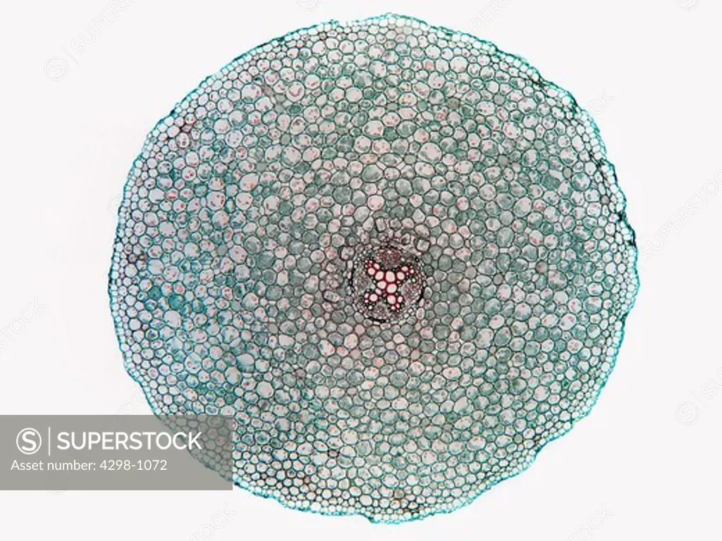 A cross section of a mature Nununculus (buttercup) root showing typical dicot root arrangement.  Magnification 40x