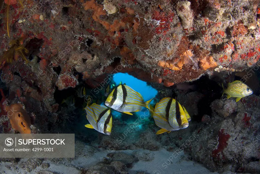 Porkfish (Anisotremus virginicus) schooling arround coral reef, Cancun, Quintana Roo, Yucatan Peninsula, Mexico
