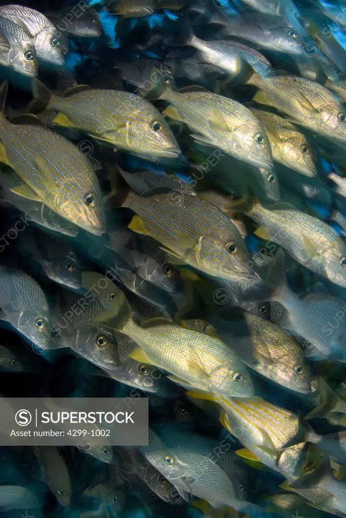 Blue Striped grunts (Haemulon sciurus) with White Margates (Haemulon album) and Porkfish (Anisotremus virginicus) schooling arround coral reef, Cancun, Quintana Roo, Yucatan Peninsula, Mexico