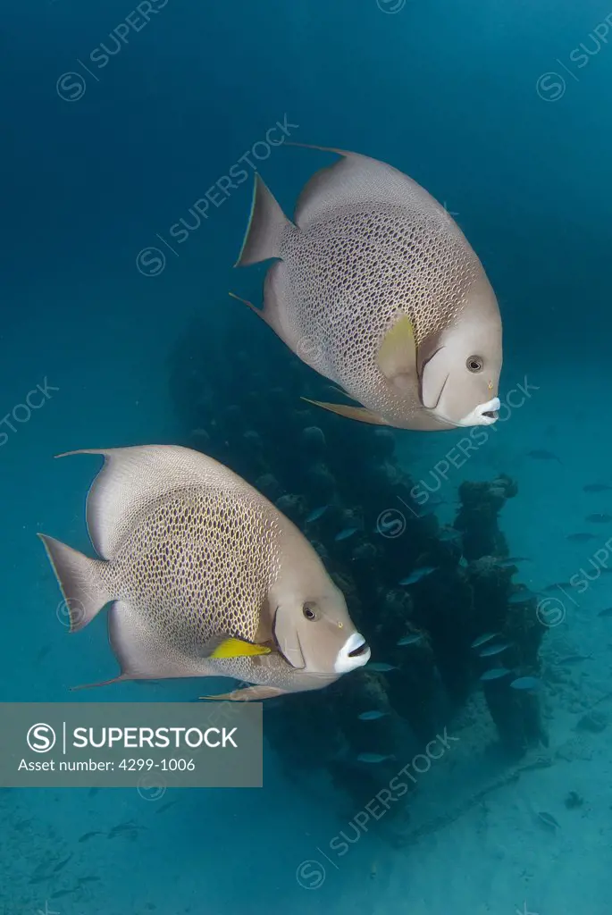 Gray angelfish (Pomacanthus arcuatus) schooling to be cleaned from parasites and death skin on the underwater museum, Cancun, Quintana Roo, Yucatan Peninsula, Mexico