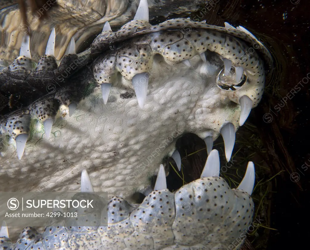 Close-up of a Morelet's crocodile (Crocodylus moreletii) in carwash cenote, Tulum, Riviera Maya, Quintana Roo, Yucatan Peninsula, Mexico