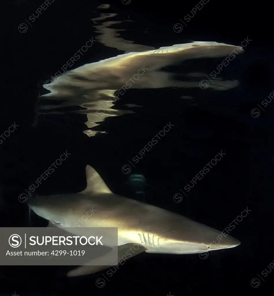 Silky shark (Carcharhinus falciformis) swimming underwater, Socorro Island, Revillagigedo Islands, Manzanillo, Colima, Mexico