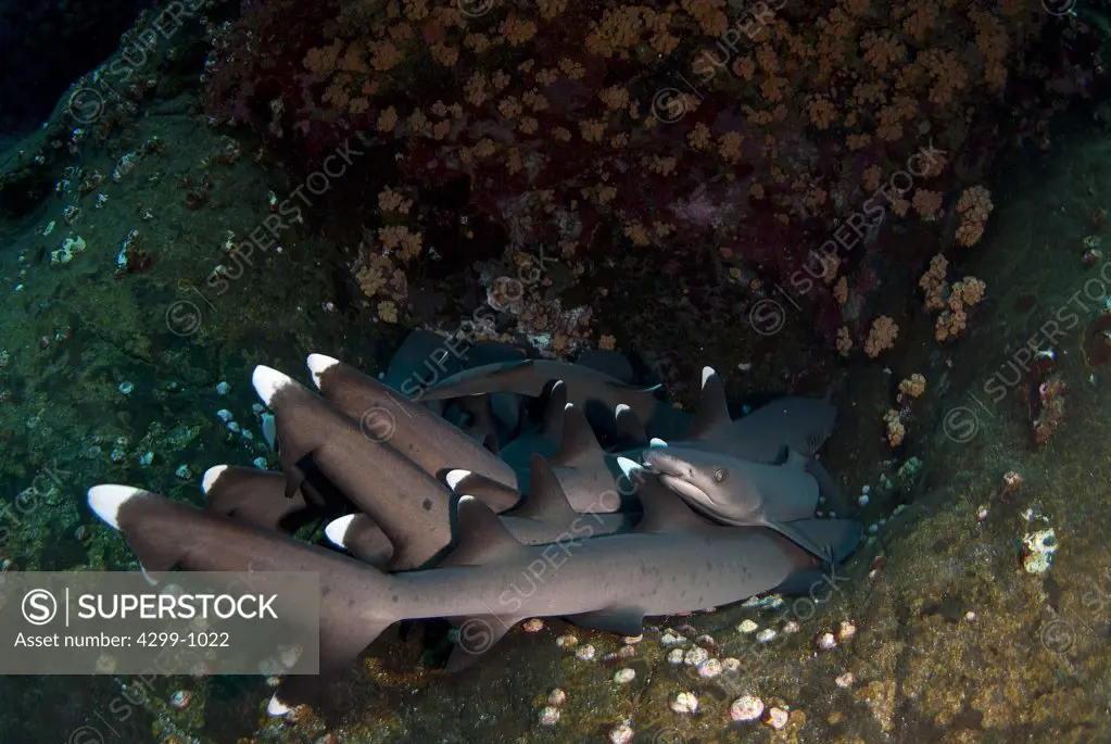 School of Whitetip Reef shark (Triaenodon obesus) resting on volcanic floor at Roca Partida, Revillagigedo Islands, Manzanillo, Colima, Mexico