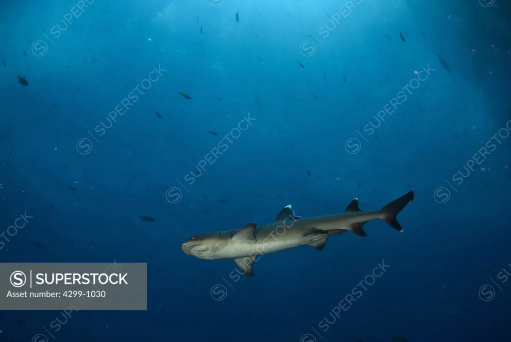 Whitetip Reef shark (Triaenodon obesus) swimming underwater, Roca Partida, Revillagigedo Islands, Manzanillo, Colima, Mexico