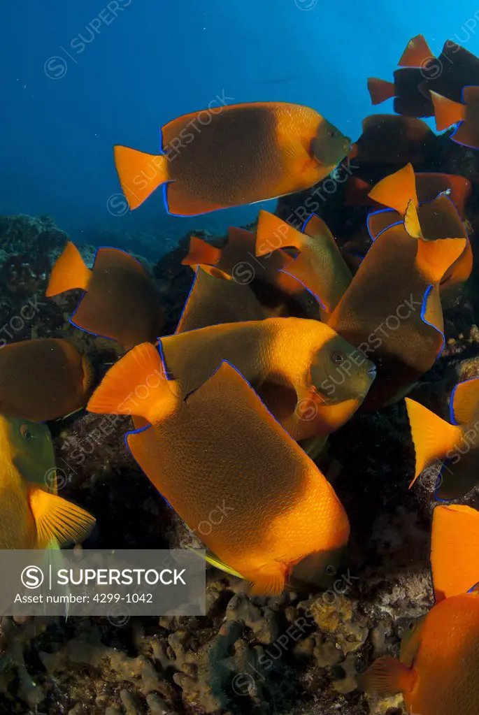 School of Clarion angelfish (Holocanthus clarionensis) swimming underwater, Socorro Island, Revillagigedo Islands, Manzanillo, Colima, Mexico