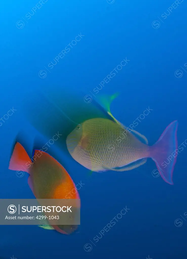 Crosshatch triggerfish (Xanthichthys mento) and Clarion angelfish (Holocanthus clarionensis) swimming underwater, San Benedicto Island, Revillagigedo Islands, Manzanillo, Colima, Mexico
