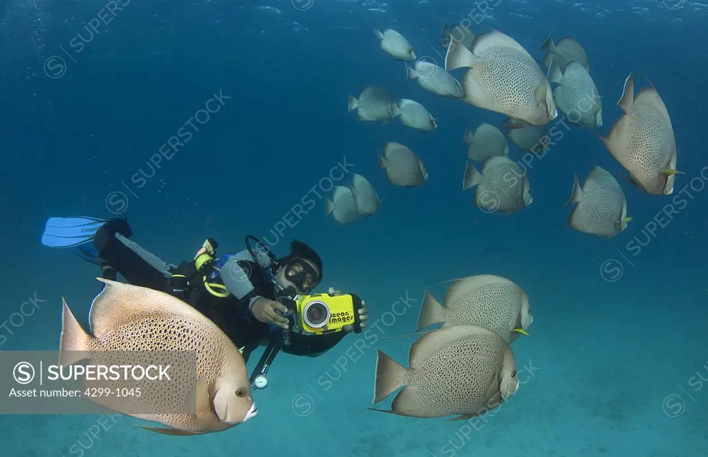 School of Gray angelfish (Pomacanthus arcuatus) with a scuba diver in underwater, Cancun, Quintana Roo, Yucatan Peninsula, Mexico