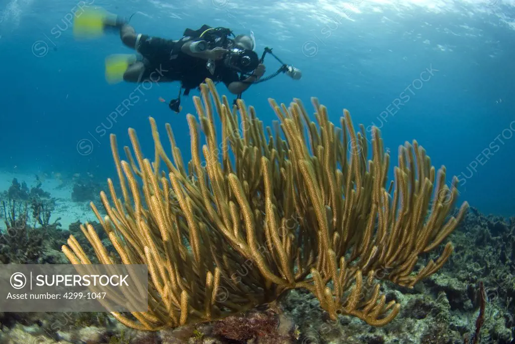 Underwater view of sea rod with scuba diver, Cancun, Quintana Roo, Yucatan Peninsula, Mexico