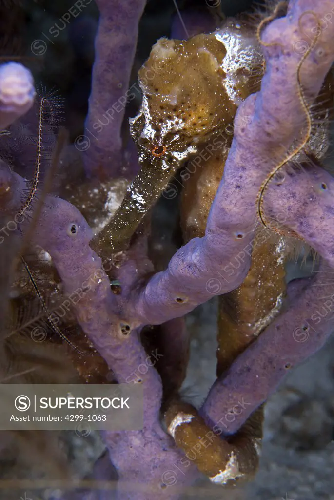 Longsnout Seahorse (Hippocampus reidi) underwater, Cozumel, Quintana Roo, Yucatan Peninsula, Mexico