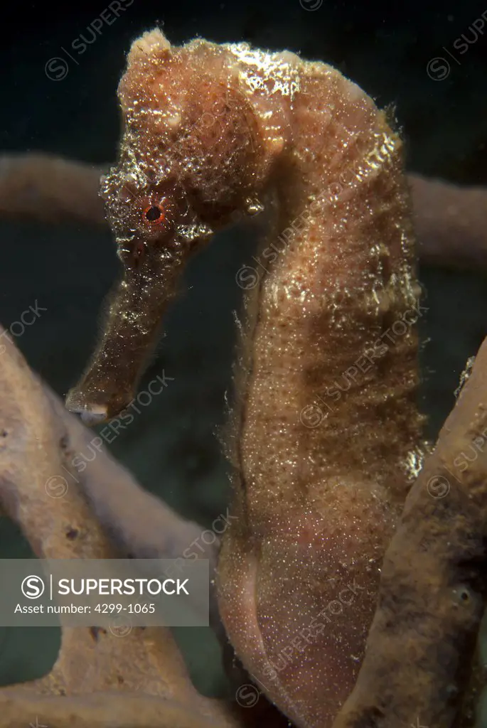 Longsnout Seahorse (Hippocampus reidi) underwater, Cozumel, Quintana Roo, Yucatan Peninsula, Mexico