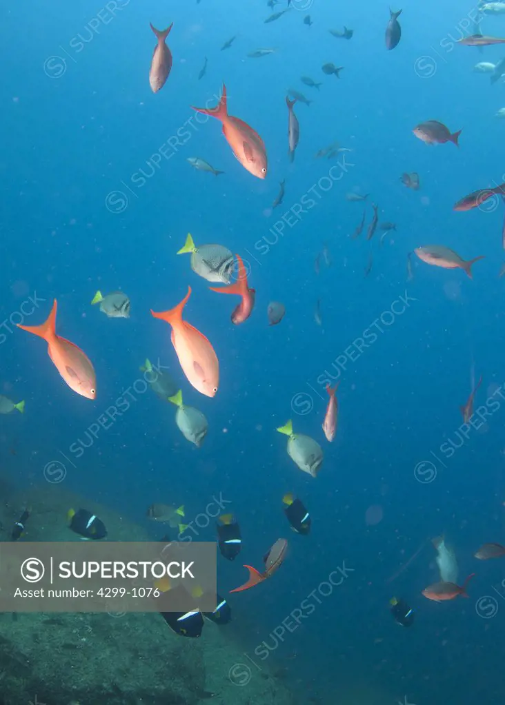 School of King angelfish (Holacanthus passer) with Pacific Creole Fish (Paranthias colonus) and Yellow-tailed surgeonfish (Prionurus laticlavius) swimming underwater, Los Cabos, Baja California, Mexico