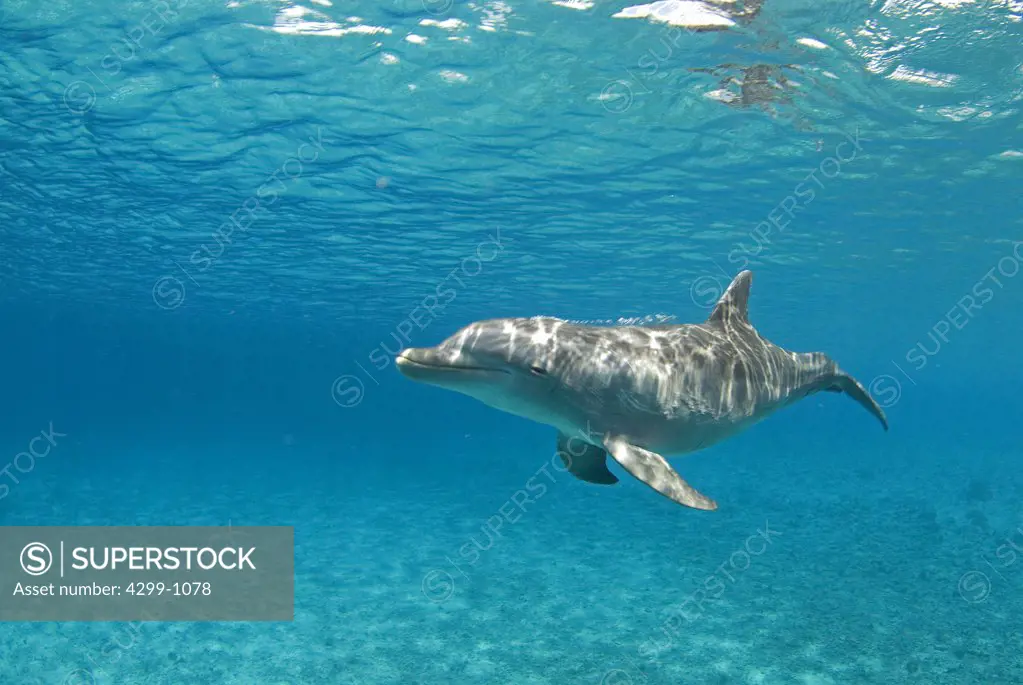 Bottle-Nosed dolphin (Tursiops truncatus) swimming underwater, Cozumel, Quintana Roo, Yucatan Peninsula, Mexico