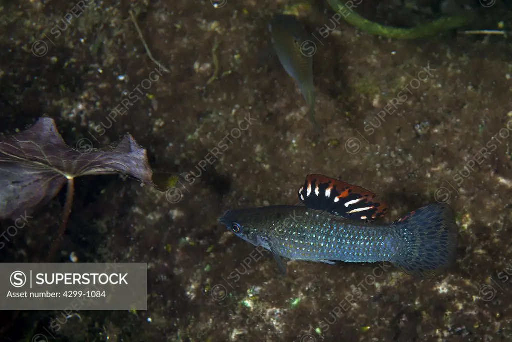 Molly fish swimming underwater in carwash cenote, Tulum, Riviera Maya, Quintana Roo, Yucatan Peninsula, Mexico