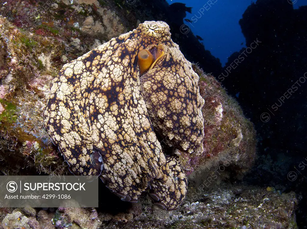 Two-Spot octopus (Octopus bimaculatus) in an ocean, San Benedicto Island, Revillagigedo Islands, Manzanillo, Colima, Mexico