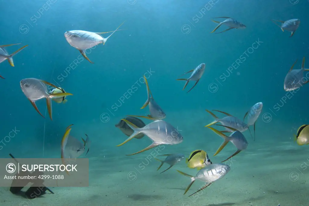 School of Gafftopsail pompano (Trachinotus rhodopus) swimming underwater, Los Cabos, Baja California, Mexico