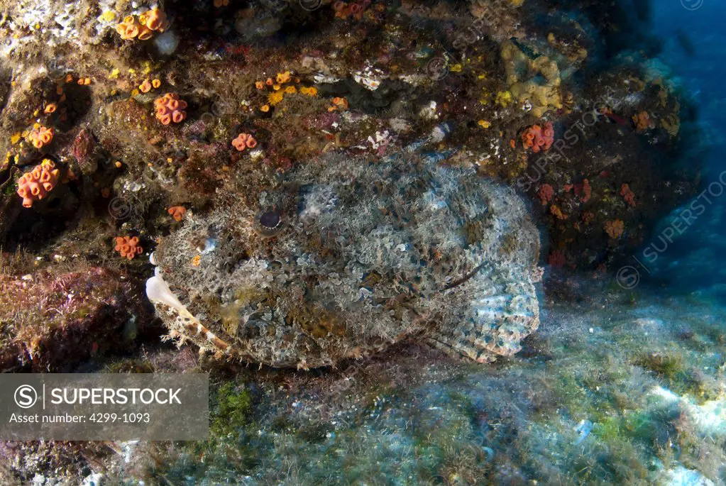 Pacific scorpionfish (Scorpaena mystes) underwater, San Benedicto Island, Revillagigedo Islands, Manzanillo, Colima, Mexico