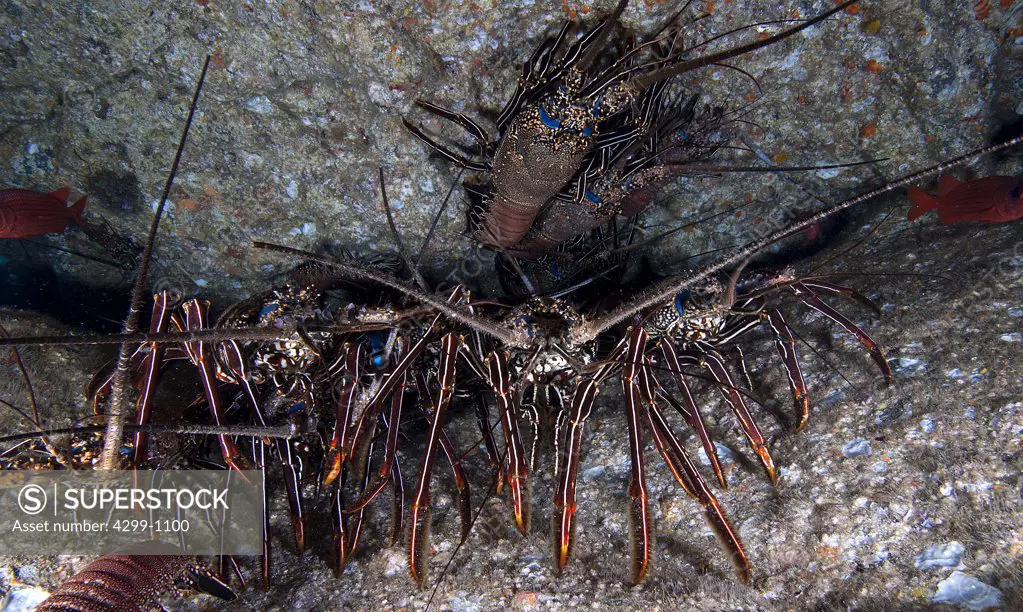 California spiny lobsters (Panulirus interruptus) underwater, Socorro Island, Revillagigedo Islands, Manzanillo, Colima, Mexico