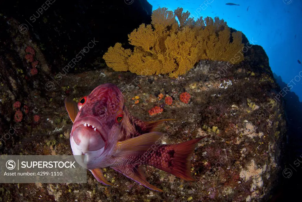 Underwater view of Mexican hogfish (Bodianus diplotaenia) with sea fans, San Benedicto Island, Revillagigedo Islands, Manzanillo, Colima, Mexico
