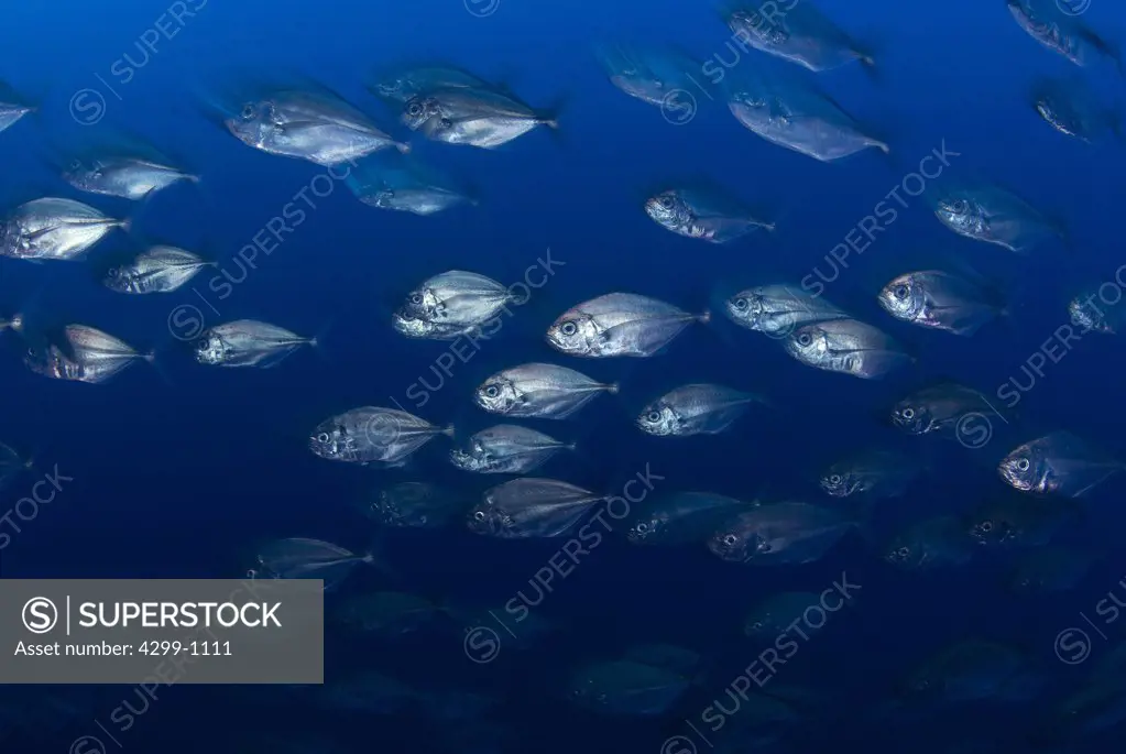 School of Whitemouth jacks (Uraspis helvola) swimming underwater, Roca Partida, Revillagigedo Islands, Manzanillo, Colima, Mexico