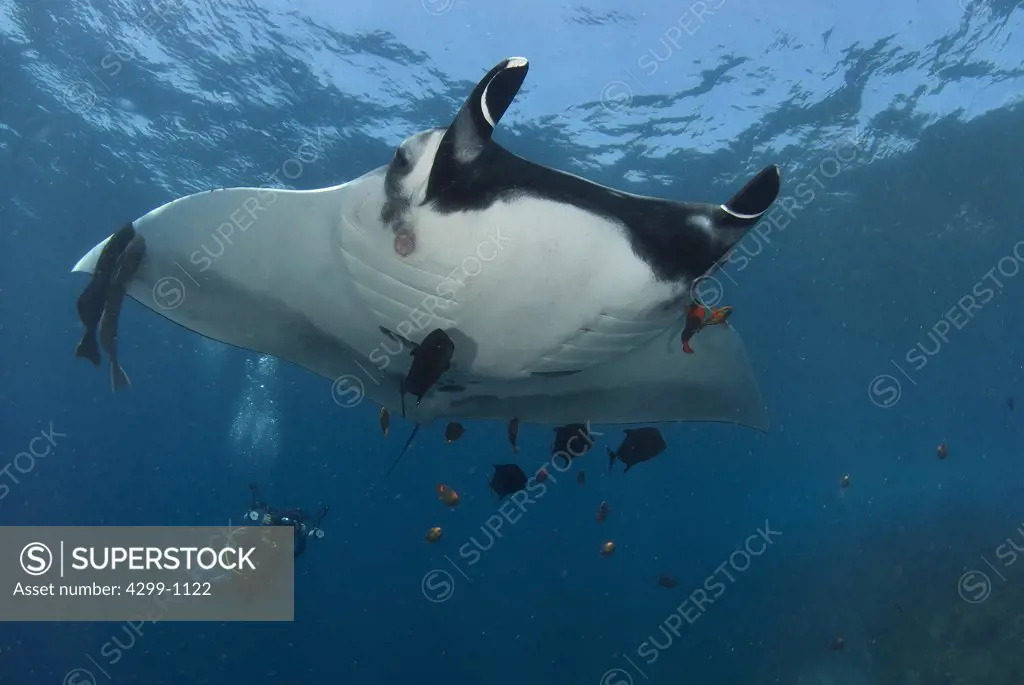 Manta ray (Manta birostris) and Clarion angelfish (Holocanthus clarionensis) with a scuba diver on a cleaning station, Socorro Island, Revillagigedo Islands, Manzanillo, Colima, Mexico