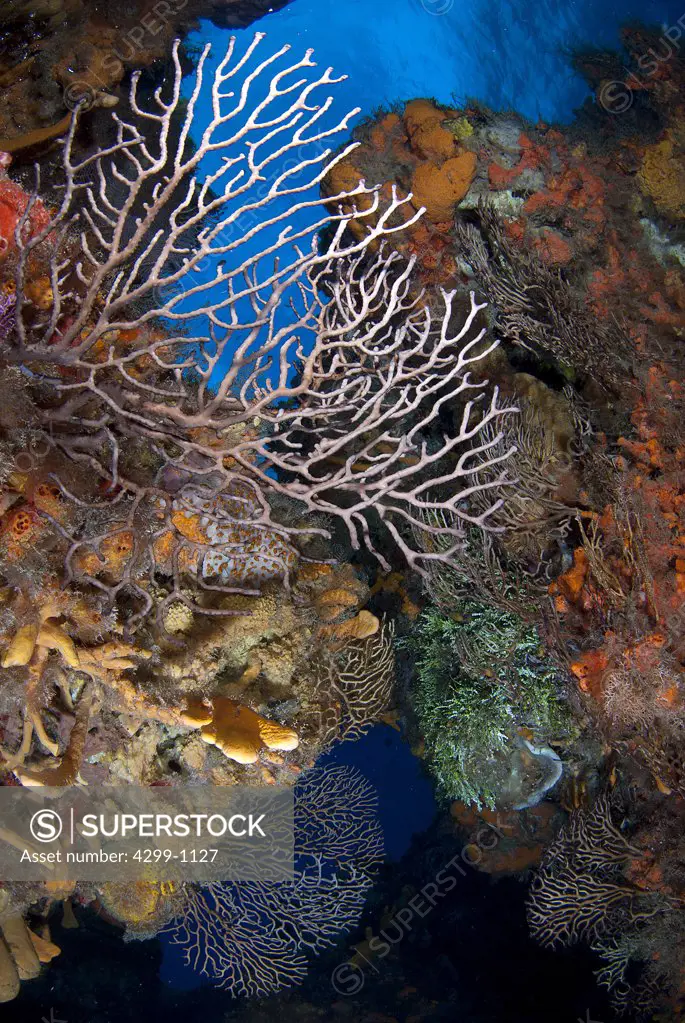 Reefscape with full of gorgonias and sea sponges at Palancar Reef wall, Cozumel, Quintana Roo, Yucatan Peninsula, Mexico