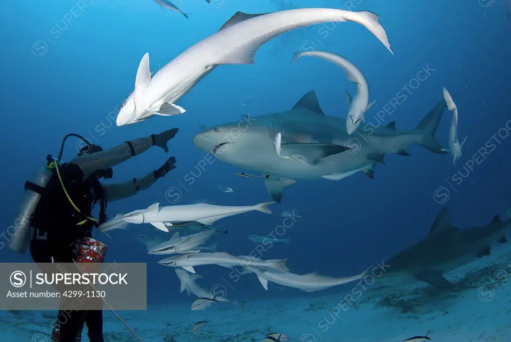 Bull sharks (Carcharhinus leucas) being feeding by a scuba diver on their annual migration for reproductive purposes, Playa del Carmen, Riviera Maya, Quintana Roo, Yucatan Peninsula, Mexico