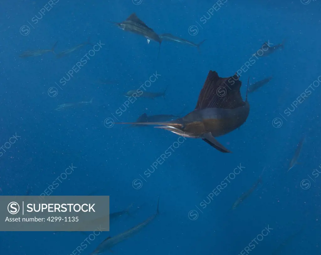 Atlantic sailfish (Istiophorus albicans) hunting on bait ball of sardines, Contoy Island, Isla Mujeres, Quintana Roo, Yucatan Peninsula, Mexico
