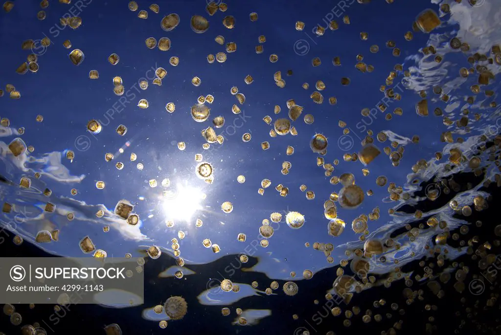 School of Sea Thimble jellyfish (Linuche unguiculata), Isla Mujeres, Quintana Roo, Yucatan Peninsula, Mexico