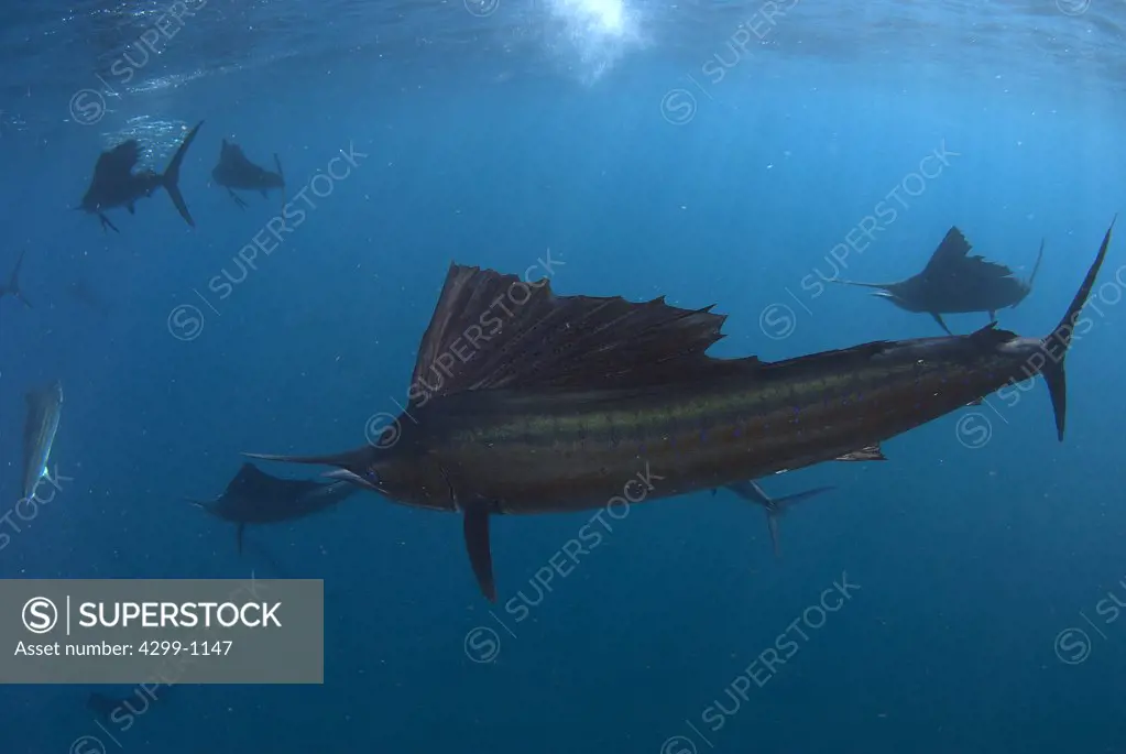 Atlantic sailfish (Istiophorus albicans) hunting on bait ball of sardines, Contoy Island, Isla Mujeres, Quintana Roo, Yucatan Peninsula, Mexico