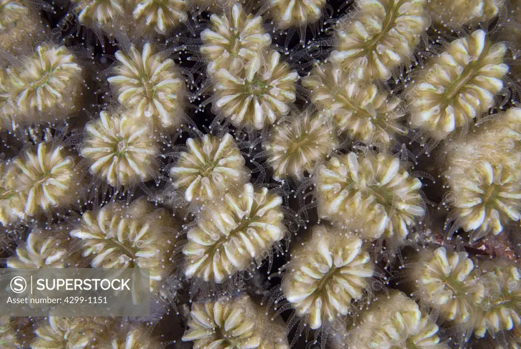Giant star coral (Montastraea cavernosa) polyps extended for feeding at night, Puerto Morelos, Quintana Roo, Yucatan Peninsula, Mexico