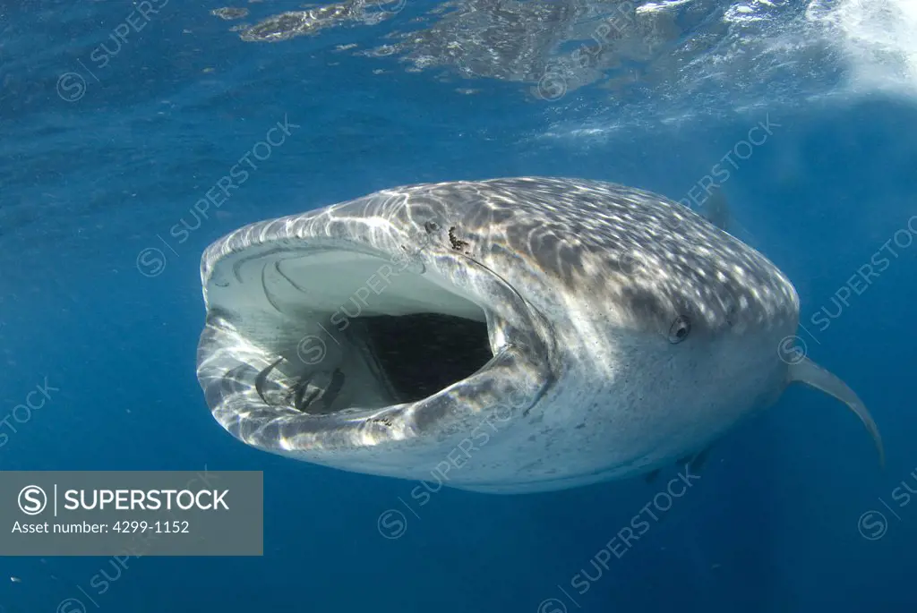 Whale shark (Rhincodon typus) swimming underwater during summer time to feed on plancton and fish eggs, Yucatan Peninsula, Mexico