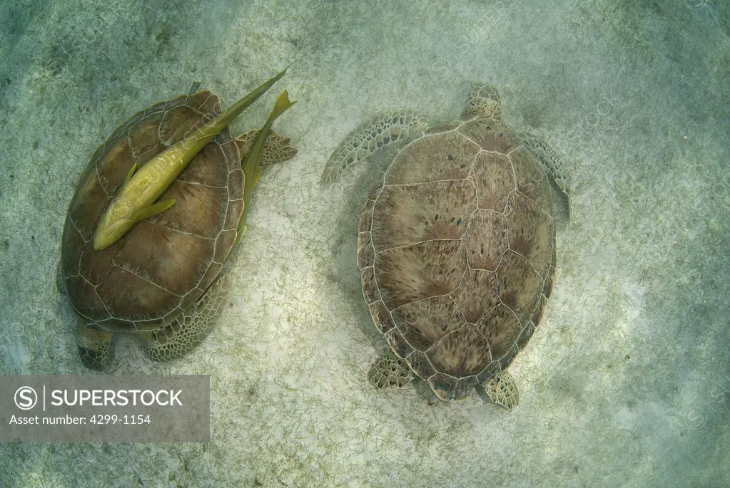 Green sea turtles (Chelonia mydas) with Remora fish eating on sea grass bed in Akumal bay, Quintana Roo, Yucatan Peninsula, Mexico