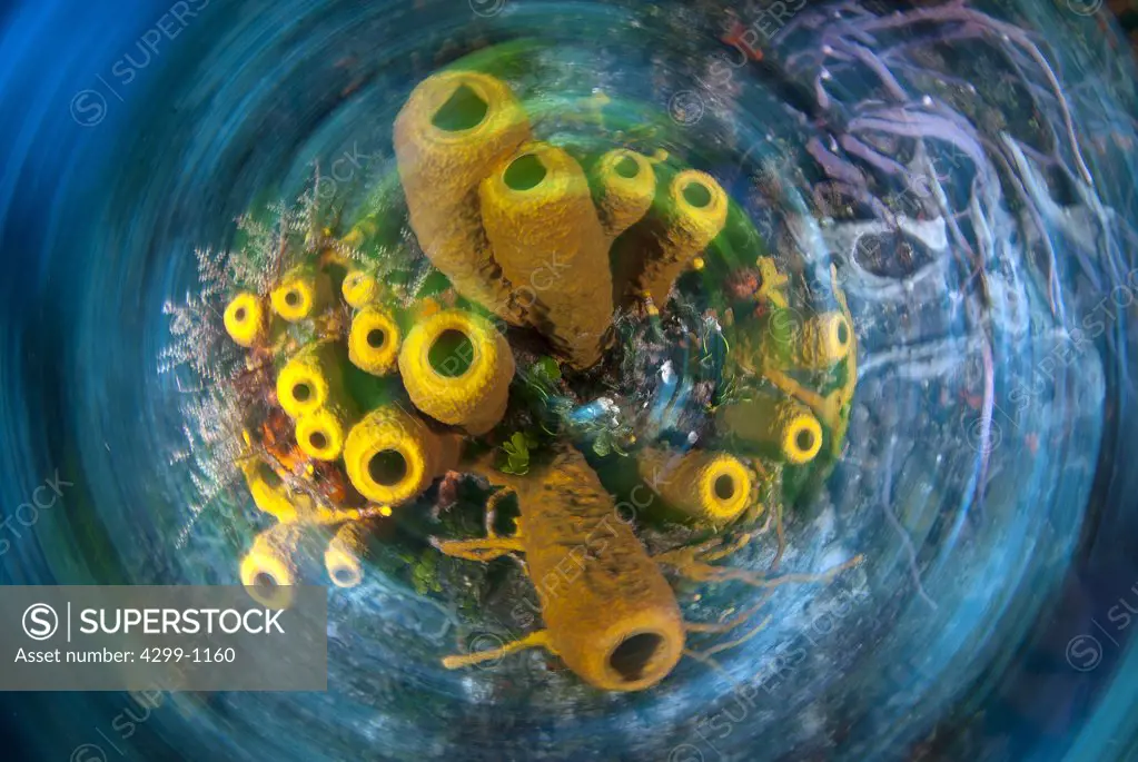 Yellow Tube sponge (Aplysina fistularis) spin underwater, Cozumel, Quintana Roo, Yucatan Peninsula, Mexico