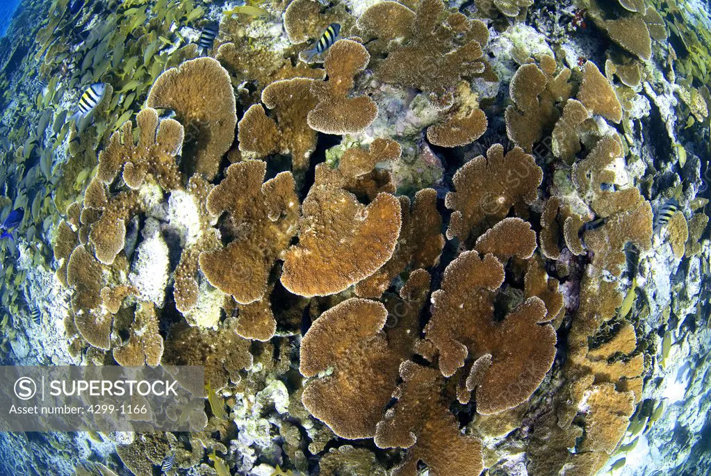 Elkhorn coral (Acropora palmata) on Cancun reef, Quintana Roo, Yucatan Peninsula, Mexico