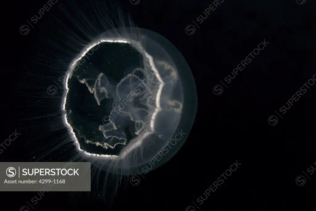 Moon jellyfish (Aurelia aurita) drifting underwater, Yucatan Peninsula, Mexico