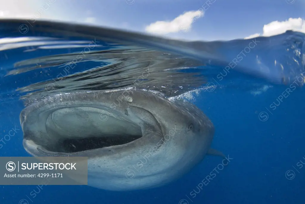 Whale Shark (Rhincodon typus) swimming underwater during summer time to feed on plankton and fish eggs, Yucatan Peninsula, Mexico