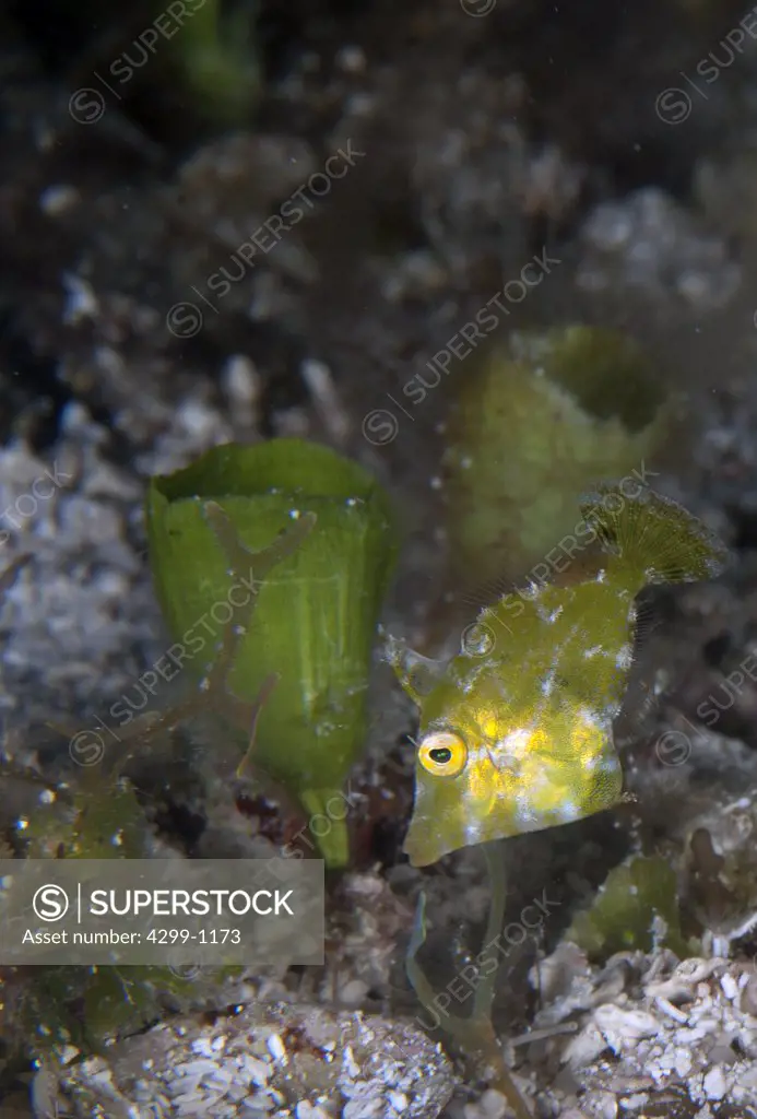 Fringed Filefish (Monacanthus ciliatus) lives and hides in the sea grass, Cozumel, Quintana Roo, Yucatan Peninsula, Mexico