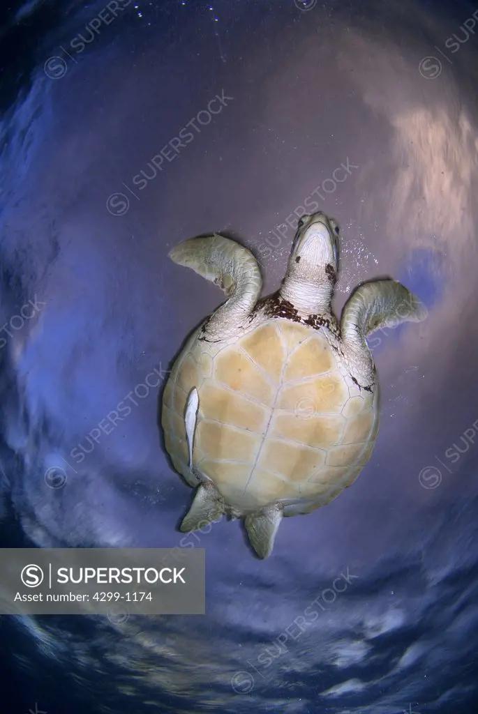 Green sea turtle (Chelonia mydas) swimming to the surface to take a breath in Akumal bay, Quintana Roo, Yucatan Peninsula, Mexico