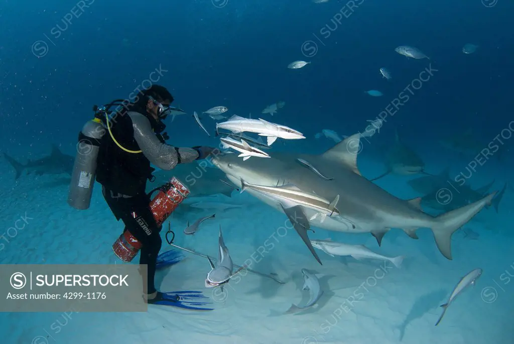 Bull sharks (Carcharhinus leucas) being fed by a scuba diver on their annual migration for reproductive purposes, Playa del Carmen, Riviera Maya, Quintana Roo, Yucatan Peninsula, Mexico
