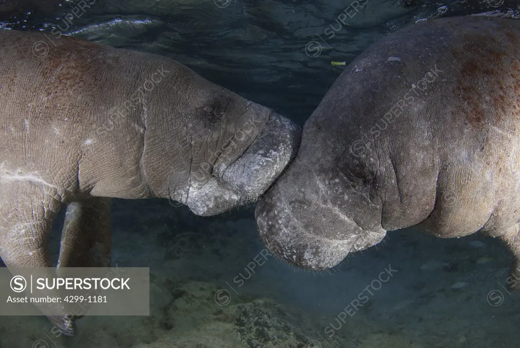 Manatee (Trichechus manatus manatus) couple underwater, Yucatan Peninsula, Mexico