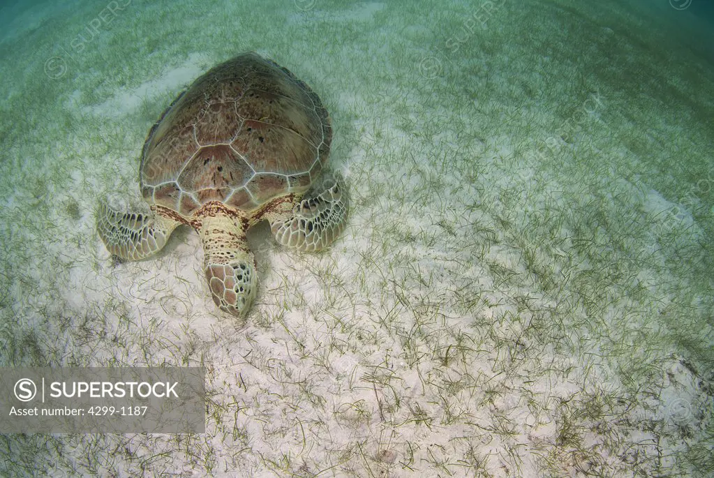 Green sea turtle (Chelonia mydas) eating on sea grass bed in Akumal bay, Quintana Roo, Yucatan Peninsula, Mexico