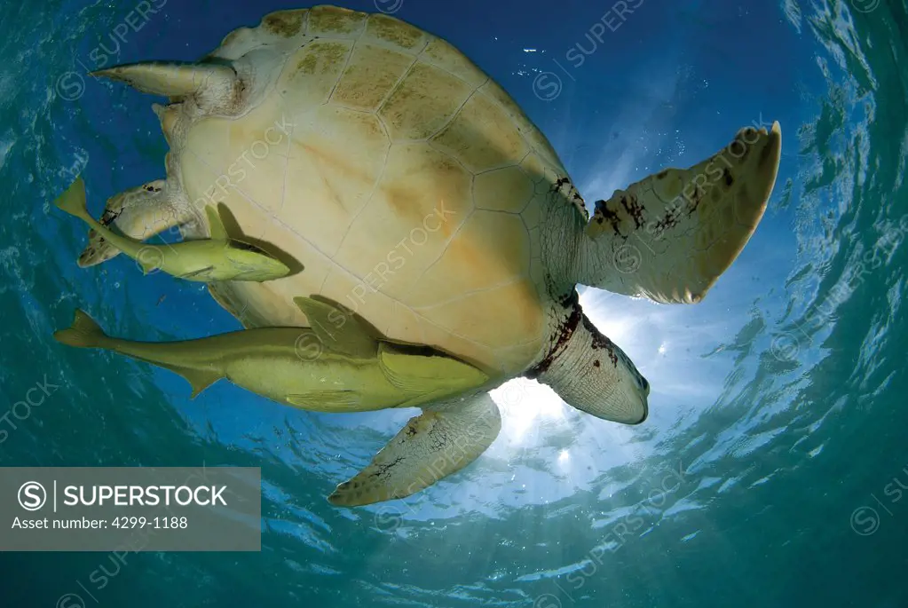 Green sea turtle (Chelonia mydas) with Remora fishes swimming to the surface to take a breath in Akumal bay, Quintana Roo, Yucatan Peninsula, Mexico