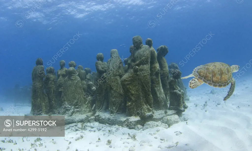Underwater view of a Green turtle (Chelonia mydas) with sculptures at Cancun Underwater Museum, Cancun, Quintana Roo, Yucatan Peninsula, Mexico