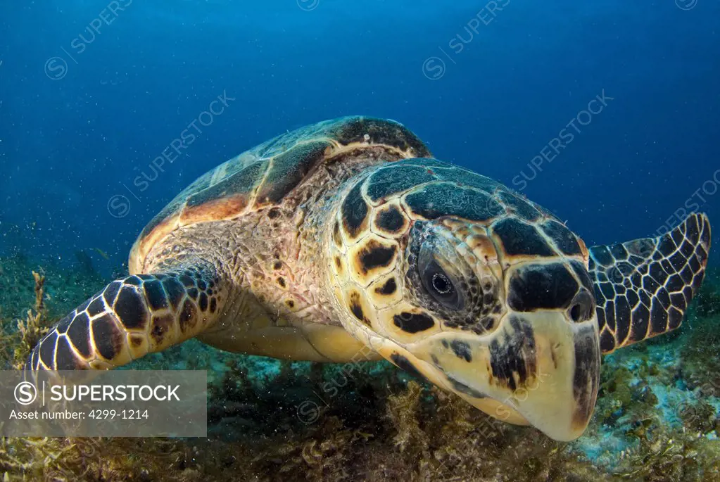 Close-up of a Hawksbill Turtle (Eretmochelys Imbricata), Cancun, Quintana Roo, Yucatan Peninsula, Mexico