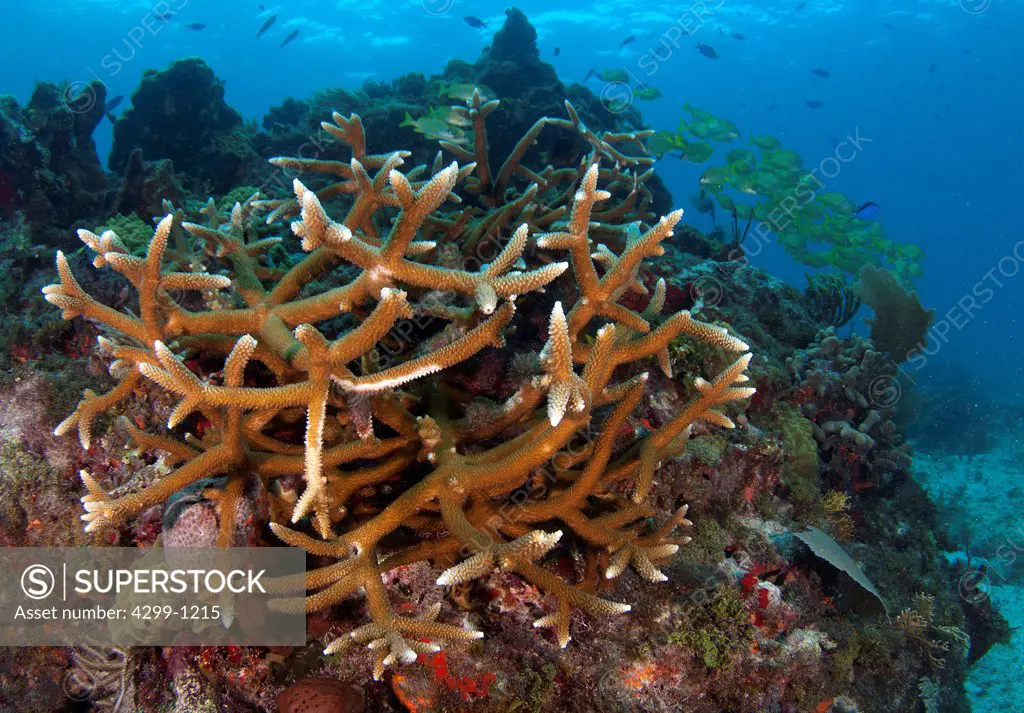 Staghorn Corals (Acropora cervicornis) underwater, Yucatan Peninsula, Mexico