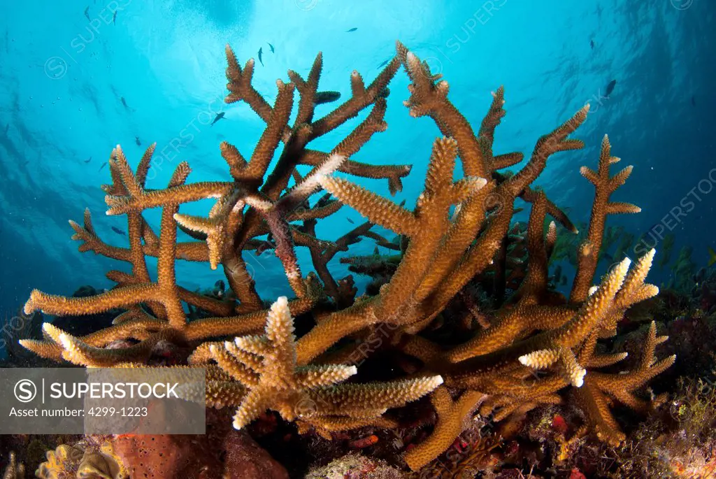 Staghorn Corals (Acropora cervicornis) underwater, Yucatan Peninsula, Mexico