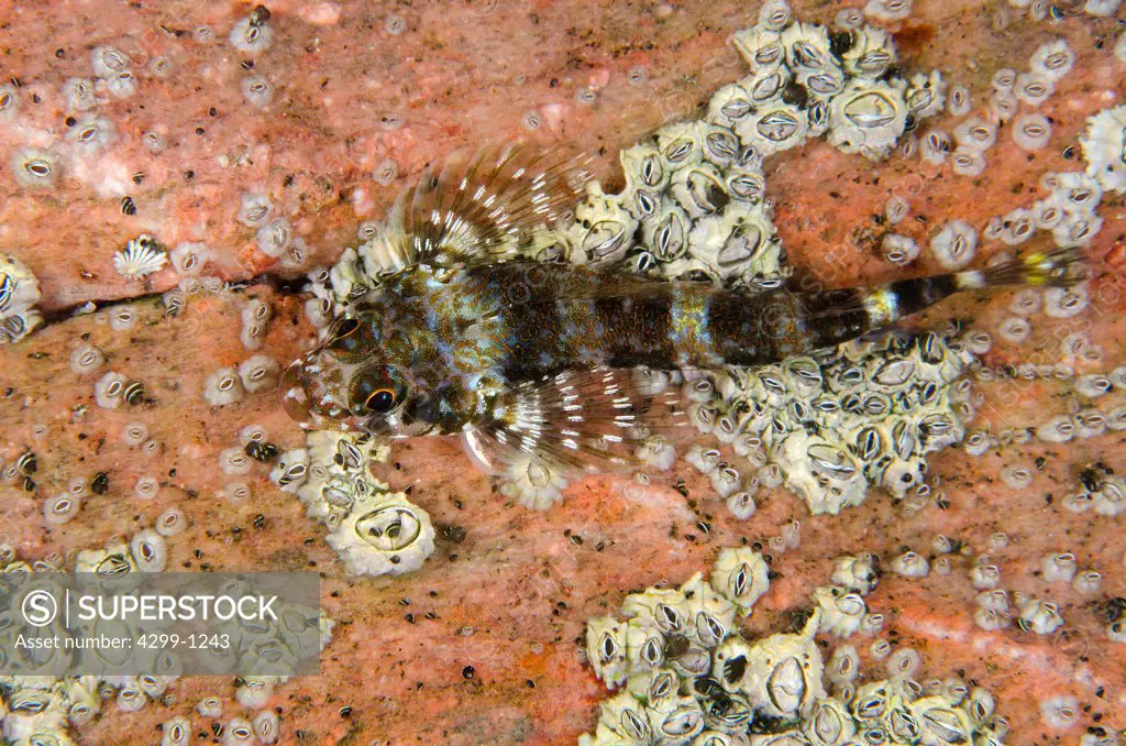 Blenny (Salarias fasciatus) fish on rock near surface at sea, Sea of Cortez, Baja California, Mexico